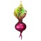 Cody Foster 6.0 Inch Heirloom Beet Christmas Tree Ornament , Vegetable Vibrant Color